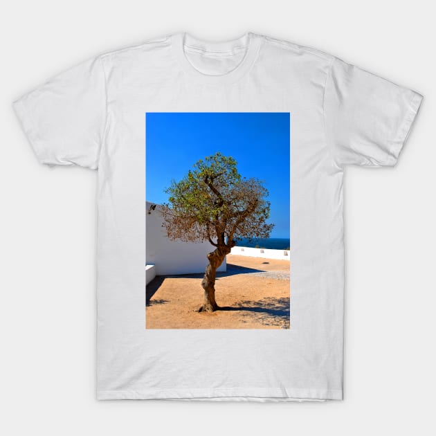 Olive Tree Nossa Senhora da Rocha Porches Algarve Portugal T-Shirt by Andy Evans Photos